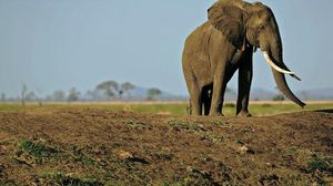 تنزانيا خسرت عشرات الآلاف من الفيلة خلال السنوات العشر الأخيرة - أ ف ب