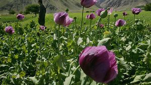 زاد إنتاج الأفيون في أفغانستان بشكل كبير منذ الغزو الأمريكي عام 2001- أ ف ب