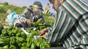 صادرات الأردن الزراعية تتكبد خسائر كبيرة بسبب إغلاق السعودية حدودها مع قطر - أ ف ب 