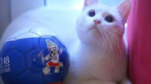 قبل كل مباراة في المونديال، سيختار القط "أخيل" بين طبقين من الطعام يحمل كل منهما علم المنتخبين المتنافسين- فيسبوك