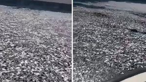 نفوق الأسماك سببه شباك صيد محظورة من وزارة البيئة- تويتر