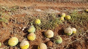 تفاجأ المزارعون الفلسطينيون بأن ثمار البطيخ الإسرائيلي تملأ السوق الفلسطيني وبسعر زهيد ما أدى إلى كساد منتجاتهم- عربي21