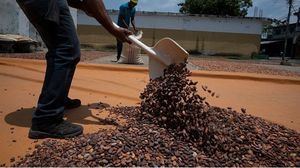 تعد ساحل العاج أكبر منتج للكاكاو في العالم بمعدل 40 بالمئة من إجمالي حجم الإنتاج العالمي- جيتي