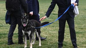 يمتلك بايدن كلبين "كوماندر وميجور" سببا التوتر في البيت الأبيض- جيتي