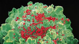  خلايا (CD8 + T) المخصصة لاستهداف وقتل فيروس نقص المناعة البشري - أرشيفية