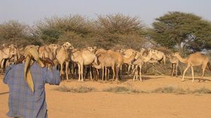 صدر الصومال حوالي 4.7 مليون رأس من الماشية للسعودية عام 2013 - أرشيفية