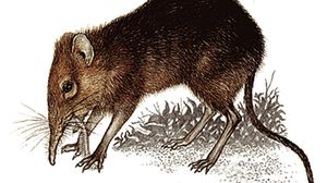 "الزبابة": حيوان ثديي يشبه الفأر - أرشيفية
