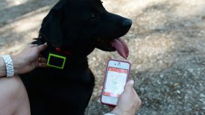 كلب يرتدي جهاز "جي بي أس" لاقتفاء الأثر عبر الهاتف النقال - أ ف ب