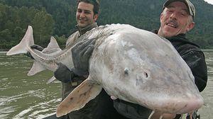 تستطيع سمكة الحفش أن تنمو لطول 2.4 متر أو ما يزيد عن ذلك - أرشيفية
