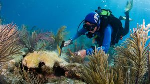 مدربة الغوث باتي غروس تساهم في العناية بحديقة المرجان في حيد القاطور في فلوريدا - أ ف ب