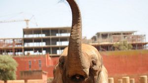 أكدت مصادر أن أنثى الفيل معروفة بعنفها تجاه الزوار - (أرشيفية) أ ف ب