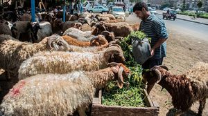 حظرت السلطات المصرية إقامة "شوادر" عرض وبيع اللحوم الحية في الشوارع الرئيسية والميادين والحدائق- جيتي