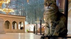 المتحدث باسم أردوغان: كل القطط مرحب بها في مساجدنا