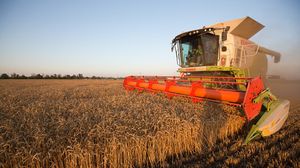 مصر استوردت نحو 3.3 مليون طن من القمح الأوكراني عام 2021 - جيتي
