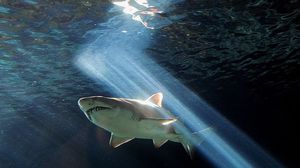 الغواص البريطاني يرى أن أسماك القرش كائنات لطيفة- جيتي