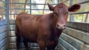 إحدى الأبقار "الحمر" التي تم إحضارها من تكساس- إعلام عبري