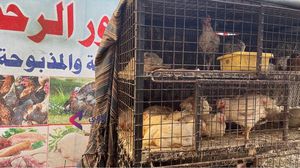 أزمة الكهرباء والحرارة تضاعف معاناة مربّي الدواجن في مصر وتهدد الأمن الغذائي- عربي21