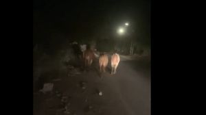 رئيس بلدية محلية حذر السكان في لبنان من الاقتراب منها- إكس