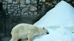 دب قطبي في حديقة حيوانات موسكو - أ ف ب