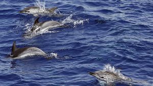 دلافين في مياه البحر المتوسط قبالة سواحل نيس الفرنسية - أ ف ب
