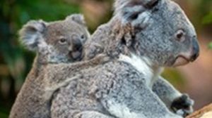 الكوالا مهدد بالانقراض بسبب إزالة مواطنه الطبيعية وهجمات الكلاب - ا ف ب