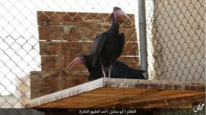 طائر "أبو منجل" مهدد بالانقراض - تويتر