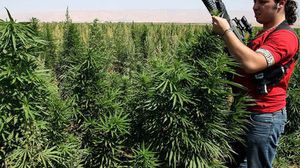 مزارع لبناني مسلح يقوم بحماية محصوله من الحشيش المخدر - أ ف ب