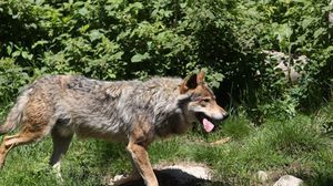 قفزت أعداد الذئب الرمادي إلى 109 في عام 2014 - أ ف ب