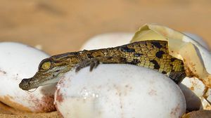 التمساح المولود واحد من أربعين تمساحا ينتظر فقس بيضه بالمنتزه - عربي21