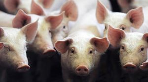 أبحاث للتأكد من خلو الخنازير المعدلة جينيا من الفيروسات- أ ف ب