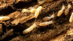 أمر رئيس الوزراء المصري مصطفى مدبولي بمتابعة ومواجهة مشكلة انتشار آفة النمل الأبيض- جيتي