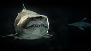 خبراء يعزون بعض هجمات القرش إلى خطأ بتحديد الهوية- CC0