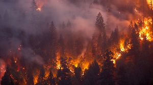 متوسط تكلفة حرائق الغابات عالمياً يبلغ نحو 50 مليار دولار سنوياً - جيتي