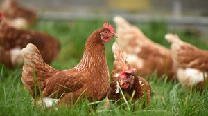 هل تكون لقاحات الدجاج مدخلا إلى علاج لكورونا؟ - CC0
