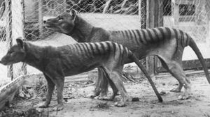 صورة نادرة للنمر التسماني عام 1936 قبل انقراضه- أرشيفية