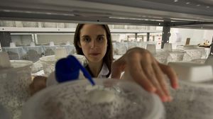 عالمة الأحياء البرتغالية، صوفيا بينتو، تعمل على البعوض المعالج جينيا - أ ف ب
