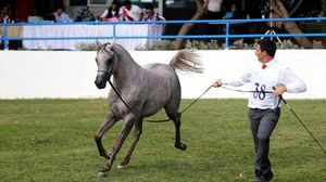 يشارك بالمسابقة خيول من الأردن والسعودية وسلطنة عمان ولبنان وفلسطين ـ الأناضول