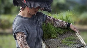 عاملة في حقل أرز يعتمد الزراعة العضوية شمال هونغ كونغ – أ ف ب