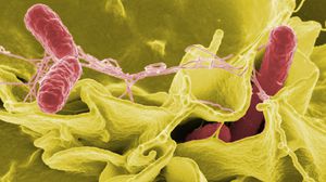 بكتيريا السالمونيلا - أرشيفية