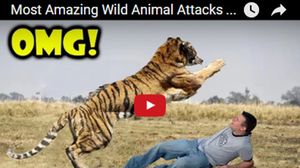 سلسلة مثيرة لأشرس هجمات الحيوانات على الإنسان (شاهد)