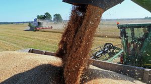 تستورد مصر نحو 12 مليون طن من القمح سنويا