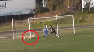 ولوحظ تواجد الكلب أمام المرمى عندما سدد لاعب فريق" ديبورتيس ميليبيلا" الكرة- يوتوب