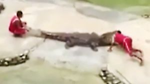 أصيب مدرب التمساح بإصابات طفيفة في رأسه بعد هجومه المباغت- يوتيوب