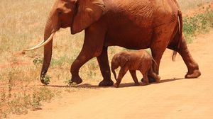 حملت الفيلة الأم وليدها بخرطومها عند قطع الشارع ليتبعها بعد ذلك ببرهة قطيع من الفيلة- cco