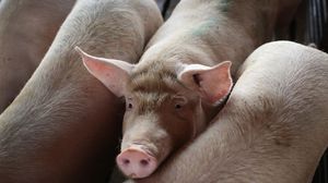 صناعي موال للنظام السوري دعا إلى تربية الخنازير كأحد الحلول لمواجهة الأزمة الاقتصادية- جيتي