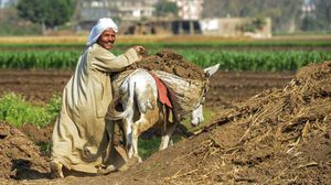 الحكومة المصرية منعت الفلاحين من زراعة محاصيل معينة بسبب شح المياه- جيتي