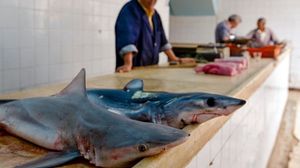 كثير من سمك القرش التونسي بما في ذلك القرش الأبيض محمي وصيده محرم- الغارديان