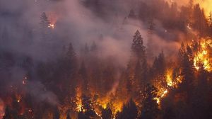 التهمت الحرائق 10 بالمئة من الغابات في اليونان منذ عام 2007 - الأناضول 