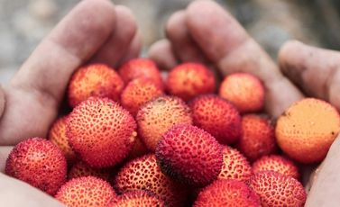 الليتشي فاكهة استوائية- CC0