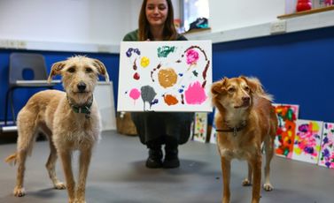 الكلبتان ألبا وروزي أمام لوحة ساهمتا في رسمها في مركز إنقاذ الحيوانات في بريستول بغرب إنكلترا في 23 تشرين الثاني/نوفمبر 2023
